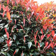 PHOTINIA fraseri 'Red Robin' - Plantes de haie