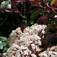 PHOTINIA fraseri 'Red Robin' - Plantes de haie