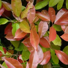 PHOTINIA fraseri 'Red Robin' - Plantes de haie