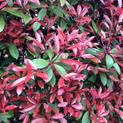 PHOTINIA fraseri 'Red Robin' - Plantes de haie