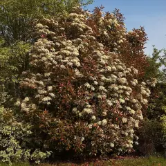 PHOTINIA fraseri 'Red Robin' - Plantes de haie