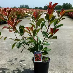 PHOTINIA fraseri 'Red Robin' - Plantes de haie