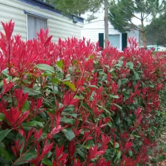 PHOTINIA fraseri 'Red Robin' - Plantes de haie