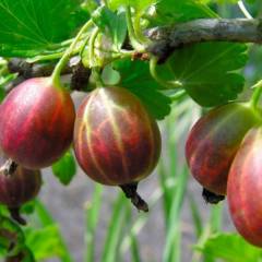 Groseillier à maquereau 'Captivator' - Ribes uva-crispa 'Captivator'