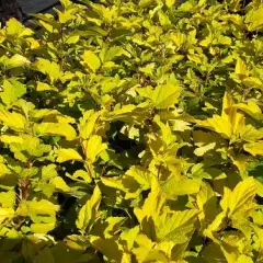 PHYSOCARPUS opulifolius 'Dart's Gold' - Physocarpe à feuilles d'Obier jaune 'Dart's Gold'