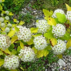 PHYSOCARPUS opulifolius 'Dart's Gold' - Physocarpe à feuilles d'Obier jaune 'Dart's Gold'