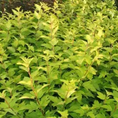PHYSOCARPUS opulifolius 'Dart's Gold' - Physocarpe à feuilles d'Obier jaune 'Dart's Gold'