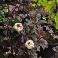 PHYSOCARPUS opulifolius 'Diabolo' - Physocarpe à feuillage pourpre