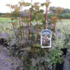 PHYSOCARPUS opulifolius 'Diabolo' - Physocarpe à feuillage pourpre