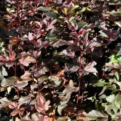 PHYSOCARPUS opulifolius 'Diable d'Or'