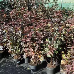 PHYSOCARPUS opulifolius 'Diable d'Or'