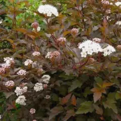 PHYSOCARPUS opulifolius 'Diable d'Or' - Physocarpe à feuilles cuivrée