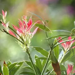 PIERIS japonica 'Flaming Silver' - Andromède 'Flaming Silver'