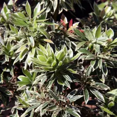 PIERIS japonica 'Flaming Silver' - Andromède 'Flaming Silver'