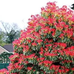 PIERIS japonica 'Flaming Silver' - Andromède 'Flaming Silver'