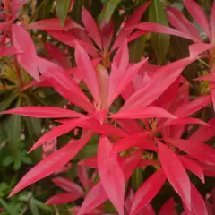 PIERIS japonica 'Forest Flame' - Andromède du Japon