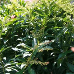 PIERIS japonica 'Forest Flame' - Andromède du Japon