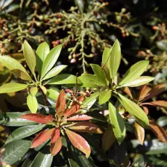 PIERIS japonica 'Forest Flame' - Andromède du Japon