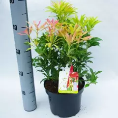 PIERIS japonica 'Forest Flame' - Andromède du Japon