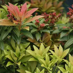 PIERIS japonica 'Cupido' - Andromède du Japon 'Cupido'.