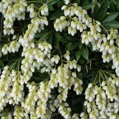 PIERIS japonica 'Cupido' - Andromède du Japon 'Cupido'.