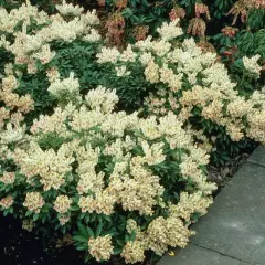 PIERIS japonica 'Débutante' - Andromède du Japon naine