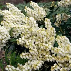 PIERIS japonica 'Débutante' - Andromède du Japon naine