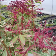 PIERIS japonica 'Polar Passion'® - Andromède du Japon naine