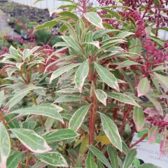 PIERIS japonica 'Polar Passion'® - Andromède du Japon naine