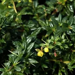 BERBERIS frikartii 'Amstelveen' - Epine vinette