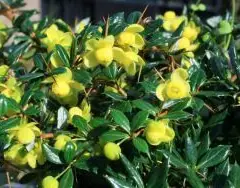 BERBERIS frikartii 'Amstelveen' - Epine vinette