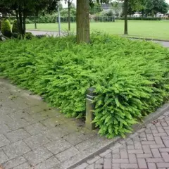 BERBERIS frikartii 'Amstelveen' - Epine vinette