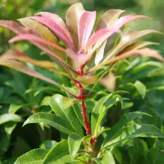 PIERIS japonica 'Mountain Fire' - Andromède du Japon