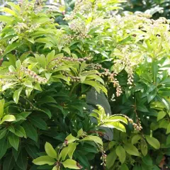 PIERIS japonica 'Mountain Fire' - Andromède du Japon