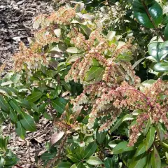 PIERIS japonica 'Mountain Fire' - Andromède du Japon