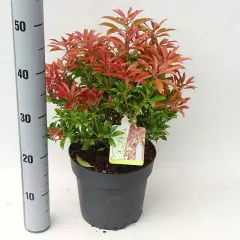 PIERIS japonica 'Mountain Fire' - Andromède du Japon