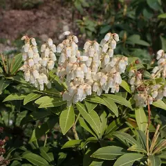 PIERIS japonica 'Purity' - Andromède du Japon