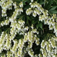 PIERIS japonica 'Purity' - Andromède du Japon