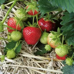 FRAISIER Mara des Bois Remontant - Plant de Fraisier en godet de 8 cm