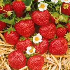 FRAISIER Mara des Bois Remontant - Plant de Fraisier en godet de 8 cm