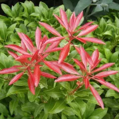 PIERIS japonica 'Red Mill' - Andromède du Japon 'Red Mill'