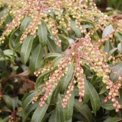 PIERIS japonica 'Red Mill' - Andromède du Japon 'Red Mill'