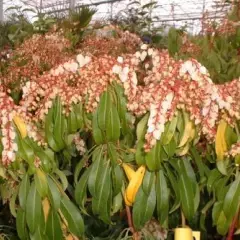 PIERIS japonica 'Red Mill' - Andromède du Japon 'Red Mill'