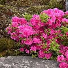 AZALEE japonaise 'Rose' - Azalée du Japon 'Rose'