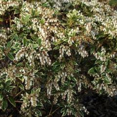 PIERIS japonica 'White Rim'' - Andromède à feuilles panachées