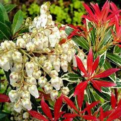PIERIS japonica 'White Rim'' - Andromède à feuilles panachées