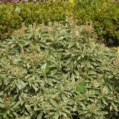 PIERIS japonica 'White Rim'' - Andromède à feuilles panachées