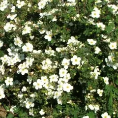 POTENTILLA fruticosa 'Abbotswood' - Potentille arbustive blanche