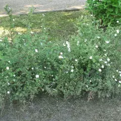 POTENTILLA fruticosa 'Abbotswood' - Potentille arbustive blanche