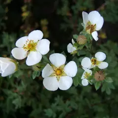 POTENTILLA fruticosa 'Abbotswood' - Potentille arbustive blanche